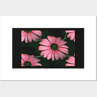 Gerbera, Pink And Black Posters and Art